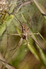 David Plant Photography - Wildlife Photography - Pisaura mirabilis - A